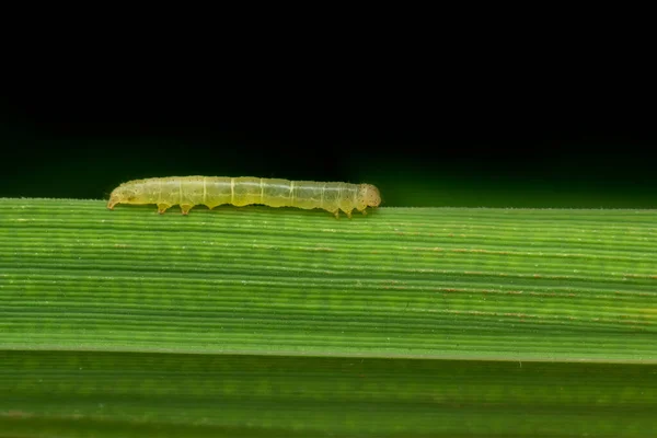 Rijstblad Rups Het Blad Van Rijstplant Deze Rups Schraapt Groene — Stockfoto