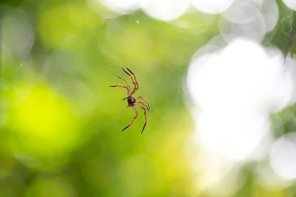 Pók Hálójában Szelektív Fókusz Háttér Bokeh Nappal Várja Zsákmány — Stock Fotó