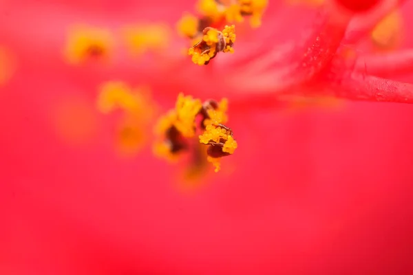 赤いハイビスカスの花に花粉粒の極端なマクロ写真 テキストの選択フォーカスとコピースペースを使用 — ストック写真