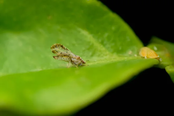 Dospělý Psyllid Nymfomankou Listu Citrusové Rostliny Tento Hmyz Zodpovědný Citrusovou Stock Fotografie