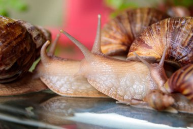 Büyük bir salyangoz cam masada sürünerek antenini oynatıyor. Yakın plan..