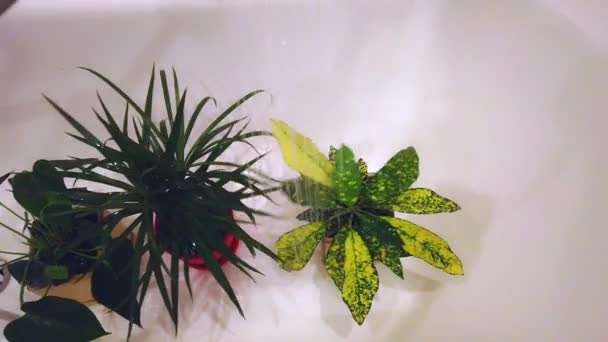 Innaffiare le piante al coperto nel bagno. Fiori in vaso sono innaffiati dalla doccia — Video Stock