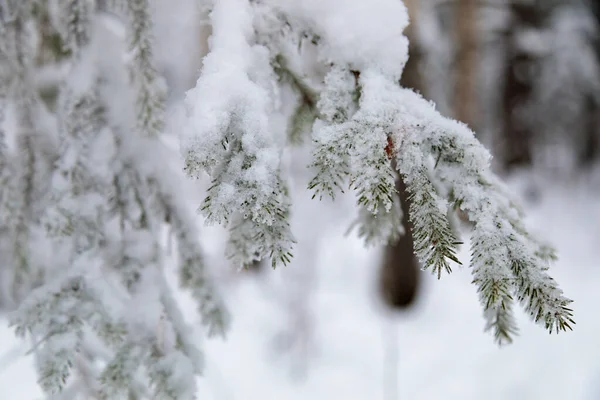 Large Fir Trees Snowy Forest White Fluffy Snow Branches Trees — Fotografia de Stock