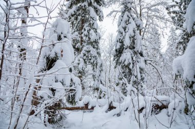 Karlı bir ormanda büyük köknar ağaçları. Ağaçların dallarında beyaz pofuduk kar.