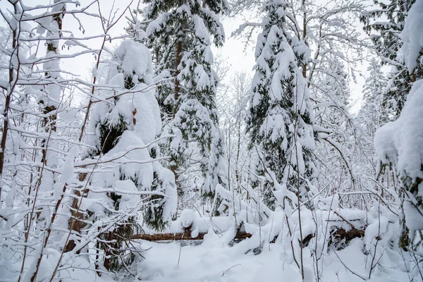 Large Fir Trees Snowy Forest White Fluffy Snow Branches Trees — стоковое фото