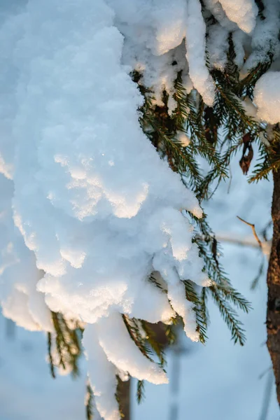 Large Fir Trees Snowy Forest White Fluffy Snow Branches Trees — Fotografia de Stock
