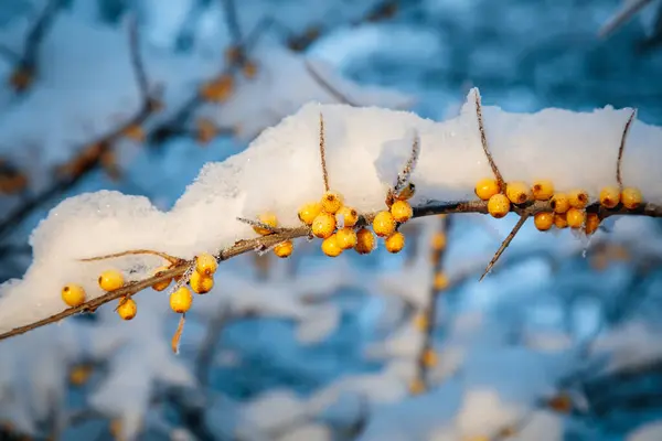 Sea Buckthorn Berries Tree Branch Snow Winter Evening — Fotografia de Stock