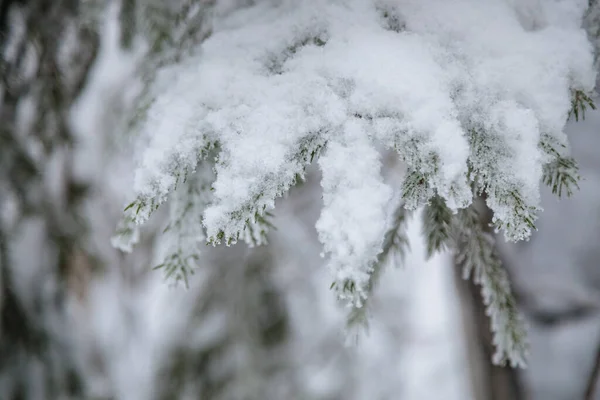 Large Fir Trees Snowy Forest White Fluffy Snow Branches Trees — Fotografia de Stock