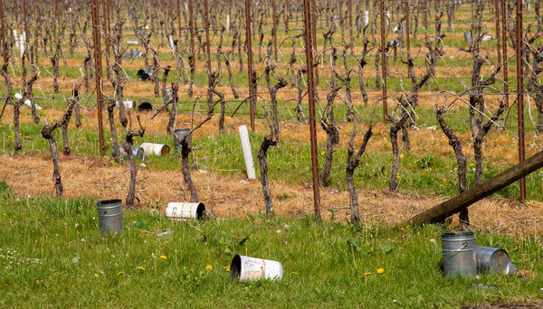Hampshire, England, UK. 2021.  Frost protection metal cans scattered around a Hampshire vineyard being used to contain candles to prevent frost on the young vine shoots.