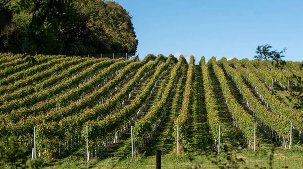 Hampshire Inghilterra Regno Unito 2021 Vitigni Che Crescono Una Collina — Foto Stock