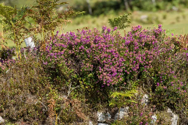 Dartmoor, Devon, İngiltere, İngiltere. 2021 yılı. Heather, Dartmoor, Devon, İngiltere 'de kuru bir taş duvarda büyüyor..