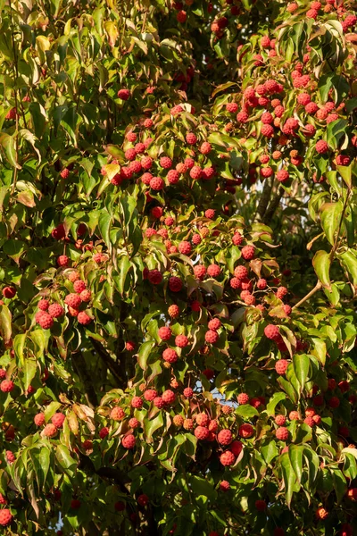 Hampshire Anglia Wielka Brytania Rok 2021 Dogwood Dojrzałe Owoce Gotowe — Zdjęcie stockowe
