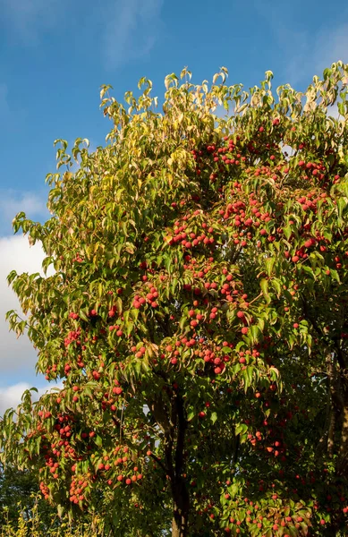 Hampshire Anglia Wielka Brytania Rok 2021 Dogwood Dojrzałe Owoce Gotowe — Zdjęcie stockowe