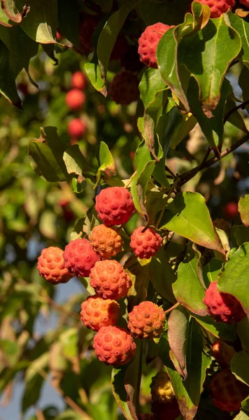 Hampshire Ngiltere Ngiltere 2021 Yılı Dogwood Ağacı Olgun Meyve Yazın — Stok fotoğraf
