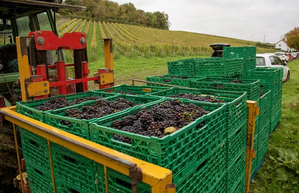 Hampshire Inglaterra Reino Unido 2021 Trator Com Caixas Uvas Pinot — Fotografia de Stock