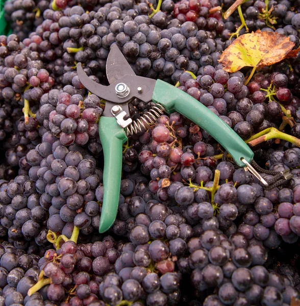 England 2021 Pinot Noir Grapes Just Harvested Secateurs — Stock Photo, Image