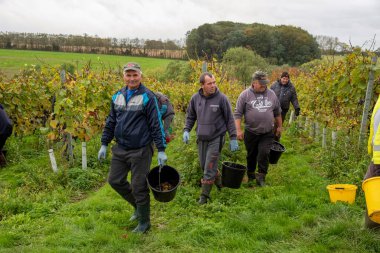 Leckford, Hampshire, İngiltere, İngiltere. 2021 Ekim. Ekim ayı sonlarında nemli ve bulutlu bir günde Hampshire 'daki üzüm bağından Pinot Noir üzümleri toplamaya hazır erkek Romen işçiler. 