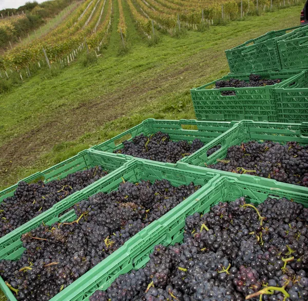 Hampshire Inglaterra Reino Unido 2021 Cachos Recém Colhidos Uvas Pinot — Fotografia de Stock