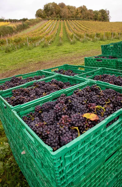 Hampshire Inglaterra Reino Unido 2021 Cachos Recém Colhidos Uvas Pinot — Fotografia de Stock