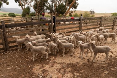 Caledon, Güney Afrika 'nın Overberg bölgesi. 2022 yılı. Kuyrukları kesildikten sonra ağıldaki kuzular.