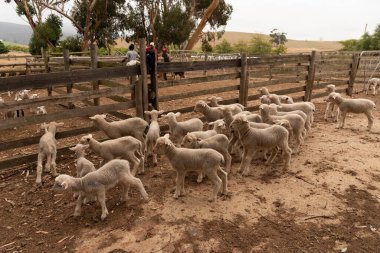 Caledon, Güney Afrika 'nın Overberg bölgesi. 2022 yılı. Kuyrukları kesildikten sonra ağıldaki kuzular.