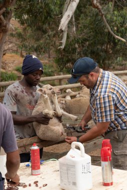 Caledon, Güney Afrika 'nın Overberg bölgesi. 2022 yılı. Çiftçi, bir kuzunun kuyruğunu kesmek için kenetlenme aracı kullanıyor..