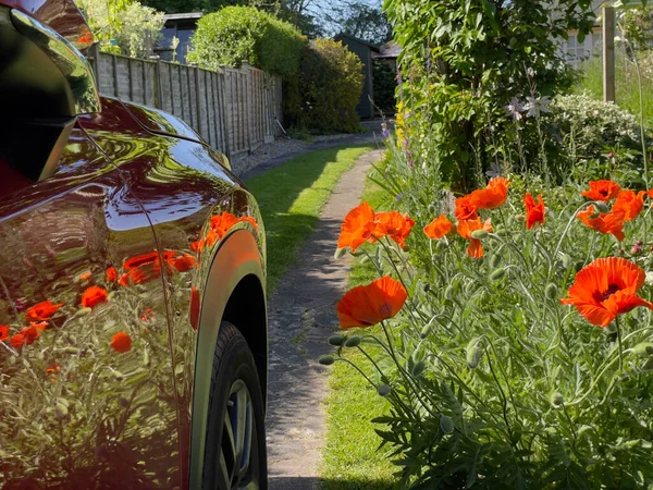 Inglaterra Reino Unido 2022 Flores Amapola Jardín Campo Inglés Reflejado — Foto de Stock