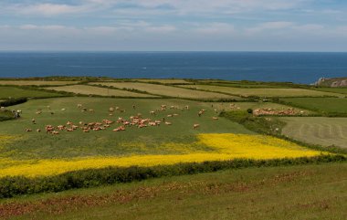 Cornwall, Englaand, İngiltere. 2022 yılı. Tecavüz tohumları ve Atlantik Okyanusu 'nun yanında otlayan ineklerle Cornish tarım arazileri.