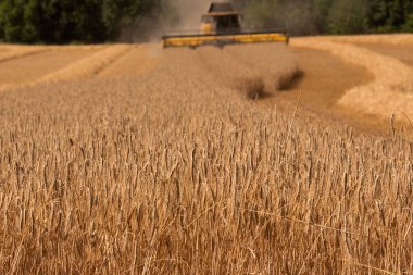 Guiting Power, Cheltenham, England, UK. 2002. Close up of rye growing with a backdrop of a combine harvester harvesting the crop.