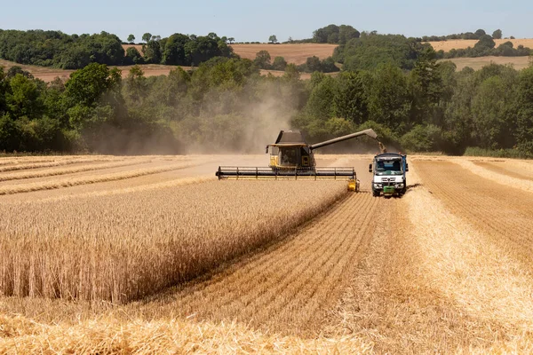 Kineton Gloucestershire England 2022 Combine Harvester Harvesting Rye Loading Truck — Fotografia de Stock