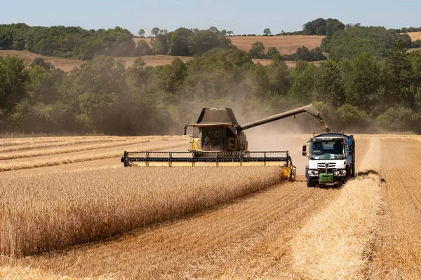 Kineton Gloucestershire England 2022 Combine Harvester Harvesting Rye Loading Truck —  Fotos de Stock