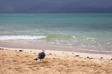 martı fırtınadan önce sahilde. Kuş kameraya bakar. Sakin deniz ve gökyüzündeki bulutlar.