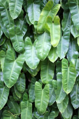 Sulu tropikal yapraklardan oluşan bir duvar. Arkaplan için fotoğraf.