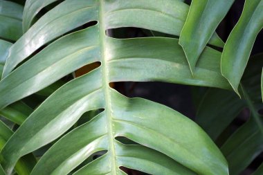 Canavar yaprakları yakınlaşıyor. Arkaplan için fotoğraf.