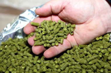 Granülatif zıplamalar bir adamın elinde. Bira üretimi için substrat. Paketlemede bir sürü sekme