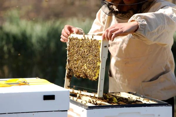 The beekeeper takes the honeycomb out of the evidence. Production of ecological honey. Download honey from a bee hive. Lots of honey