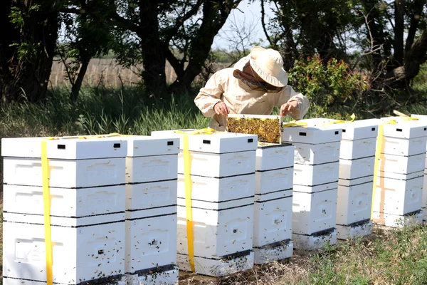 Beekeeper Takes Honeycomb Out Evidence Production Ecological Honey Download Honey — Fotografia de Stock