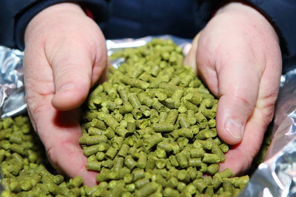 Granulated Hops Hands Man Substrate Production Beer Lots Hops Packaging — Stock fotografie