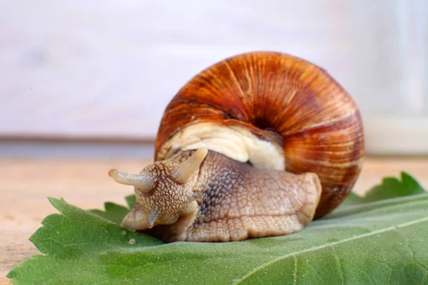 Ecological snail. Farm for growing grape snails. Snail close-up on a leaf of grapes