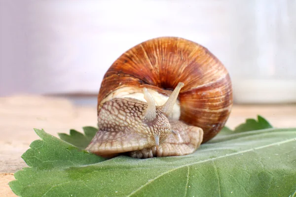 Ecological snail. Farm for growing grape snails. Snail close-up on a leaf of grapes