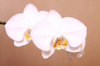 Çiçek ve kabuk bileşimi. Eşyalar, çevre Tayland yemeği, Hawaii masajı. Tayland masajı reklamı için pankart