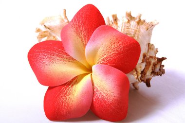 Çiçek ve kabuk bileşimi. Eşyalar, çevre Tayland yemeği, Hawaii masajı. Tayland masajı reklamı için pankart