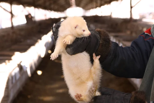 Mink farm. Production of elite fur. Animal in a cage, in the hands of a man