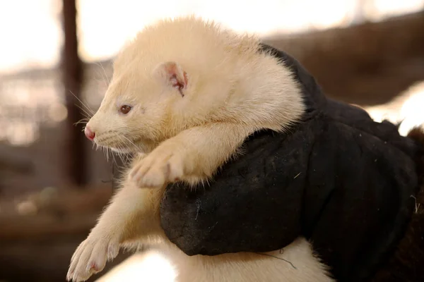 Mink farm. Production of elite fur. Animal in a cage, in the hands of a man