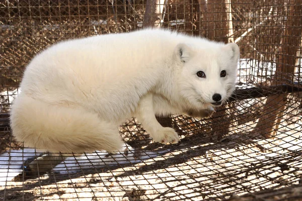 Farm for growing polar fox. Production of elite fur. An animal in a cage for killing and making a fur coat