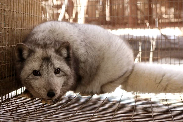 Farm for growing polar fox. Production of elite fur. An animal in a cage for killing and making a fur coat