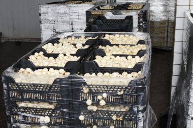 Factory for the production of canned champignons. Washing, conveyor, cleaning and packaging of champignons