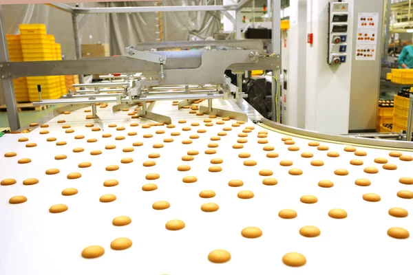 Controlling the work of huge conveyor machine producing spice cakes at the confectionary plant. Cookie production line. Innovative biscuit production..