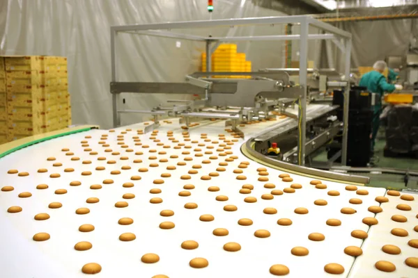 Controlling the work of huge conveyor machine producing spice cakes at the confectionary plant. Cookie production line. Innovative biscuit production..
