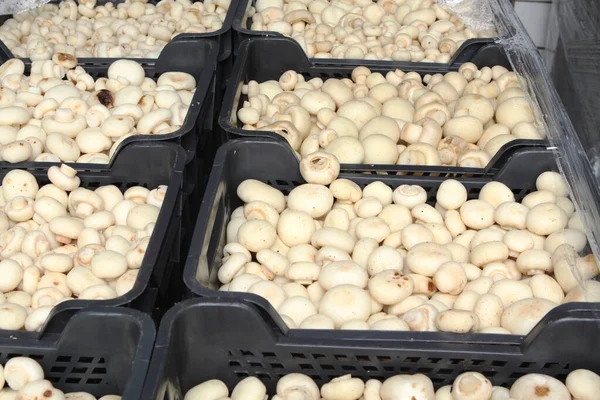 Factory for the production of canned champignons. Washing, conveyor, cleaning and packaging of champignons